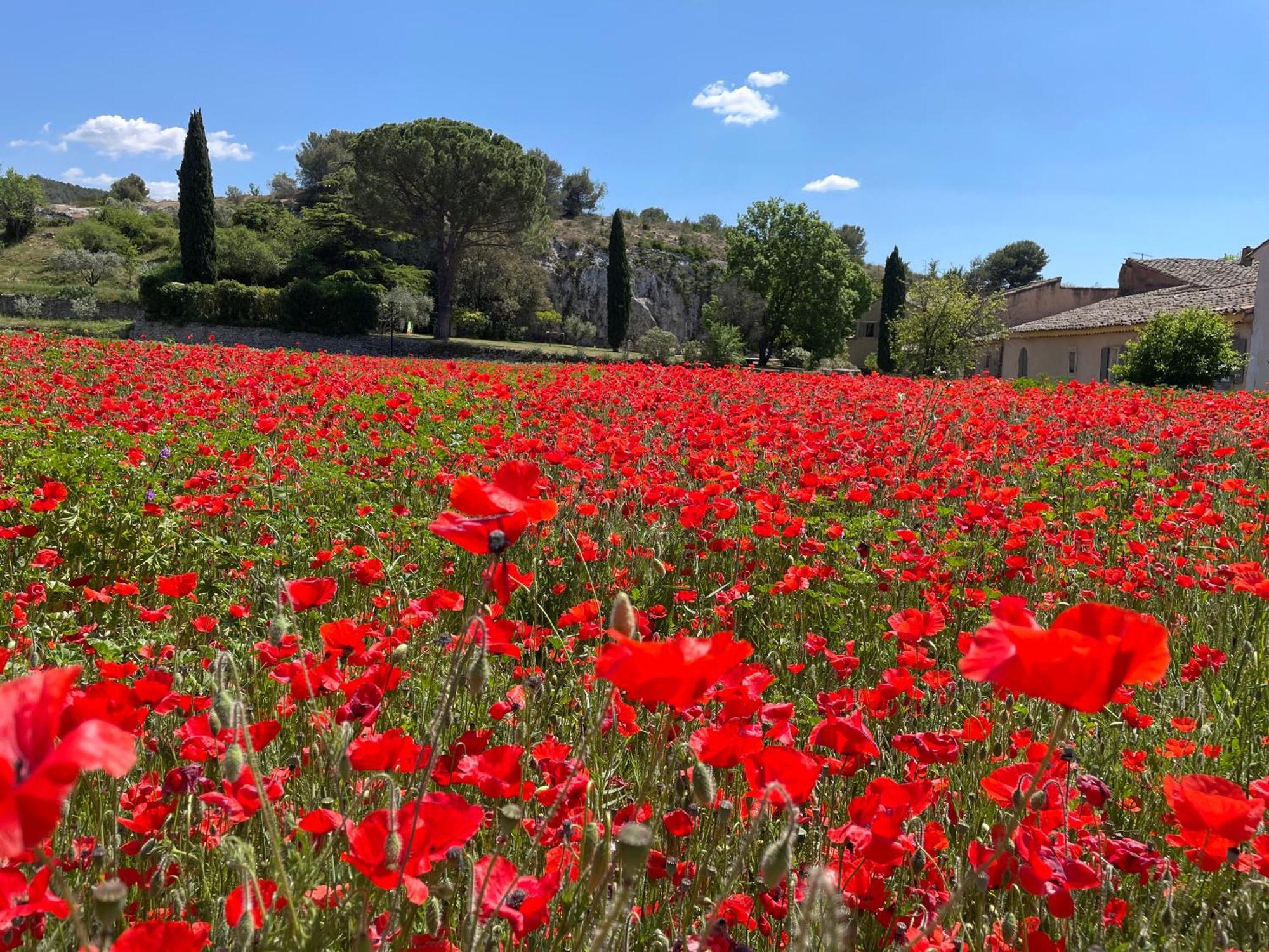 Villa La Petite Rive - Les Oliviers Velleron Esterno foto